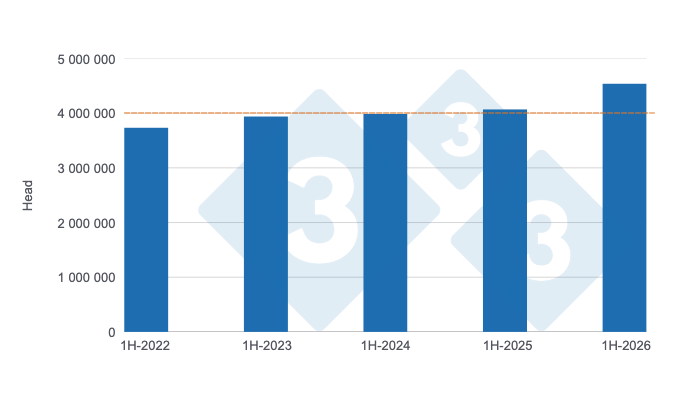 Figure 1. Trends in pig slaughter in the first half of the year over the past five years. Prepared by 333 Latin America with data from the Secretariat of Agriculture, Livestock, and Fisheries of Argentina’s Ministry of Economy.